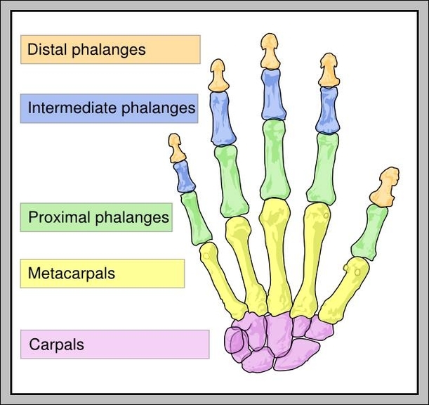 hand bones labeled