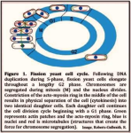 hart cell cycle diagram