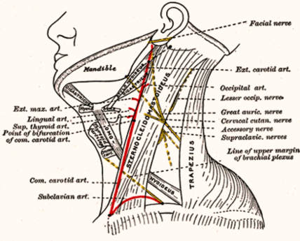 head and neck anatomy