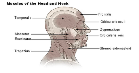 head neck muscle diagram