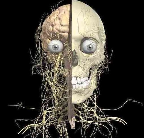 head nerves anatomy