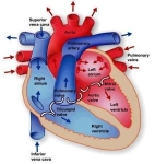 heart anatomy