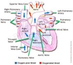 heart blood flow