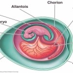 heart cell diagram