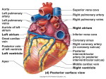 heart diagram