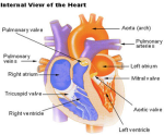 heart diagram