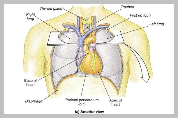 heart location in body