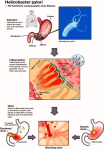 helicobacter life cycle diagram