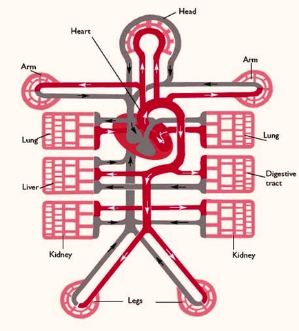 high blood pressure diagram