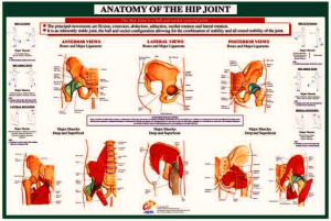 hip joint muscles | Anatomy System - Human Body Anatomy diagram and ...