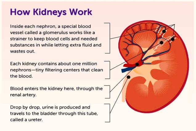 how kidneys work diagram