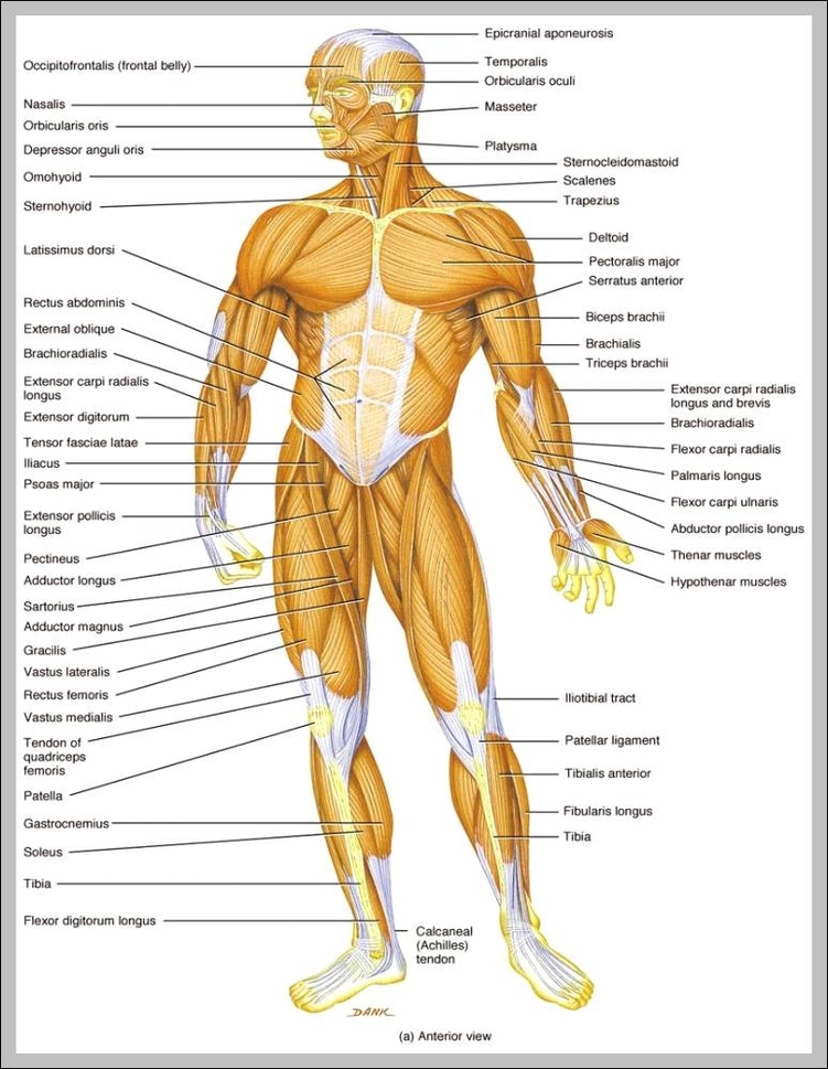 how many muscles in human body 744x1001