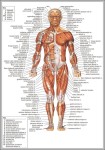 human anatomy and physiology diagrams 744x1116