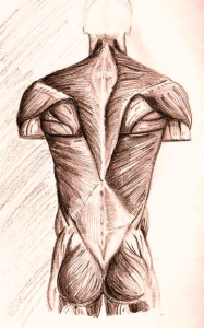 human anatomy back muscles by neilss | Anatomy System - Human Body