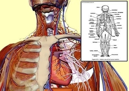 human anatomy chart