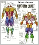 human anatomy charts