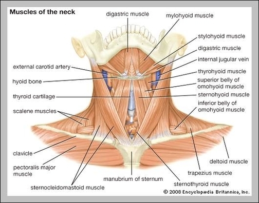 human anatomy clavicle