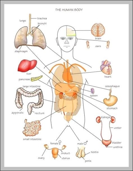 human anatomy diagram of organs