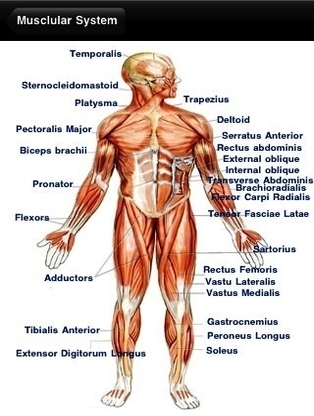 human anatomy free