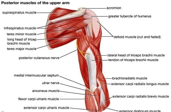 human anatomy muscles arm polycount madell forum