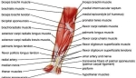 human anatomy muscles arm rdkesqe