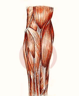 human anatomy muscles arm