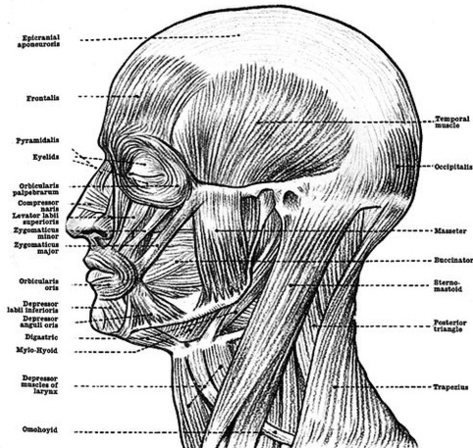 human anatomy muscles