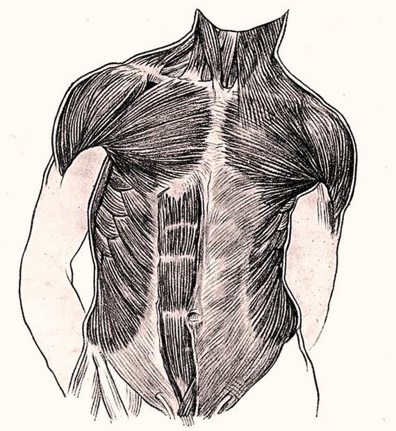human anatomy muscles