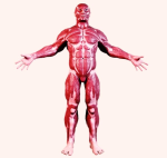 human anatomy muscular system