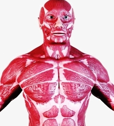 human anatomy muscular system torso df ae ae cffalarge