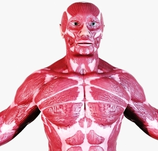 human anatomy muscular system torso