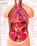 human anatomy organs detailed