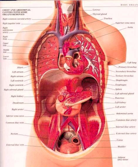 human anatomy organs detailed
