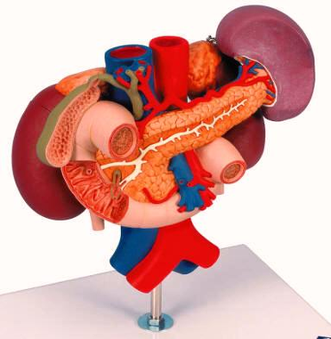 human anatomy organs