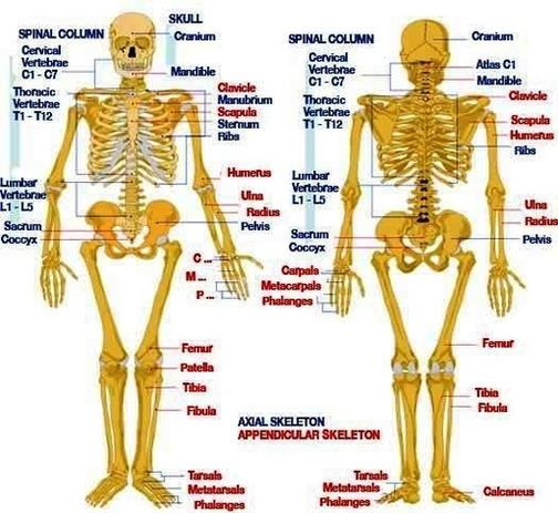 human anatomy skeletal system
