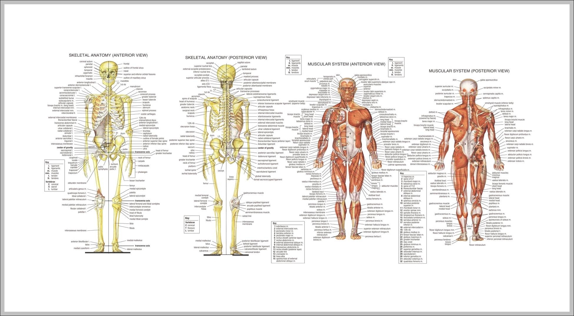 human anatomy women