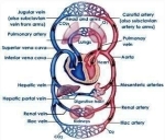 human blood circulatory system