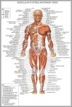 human body anatomy chart