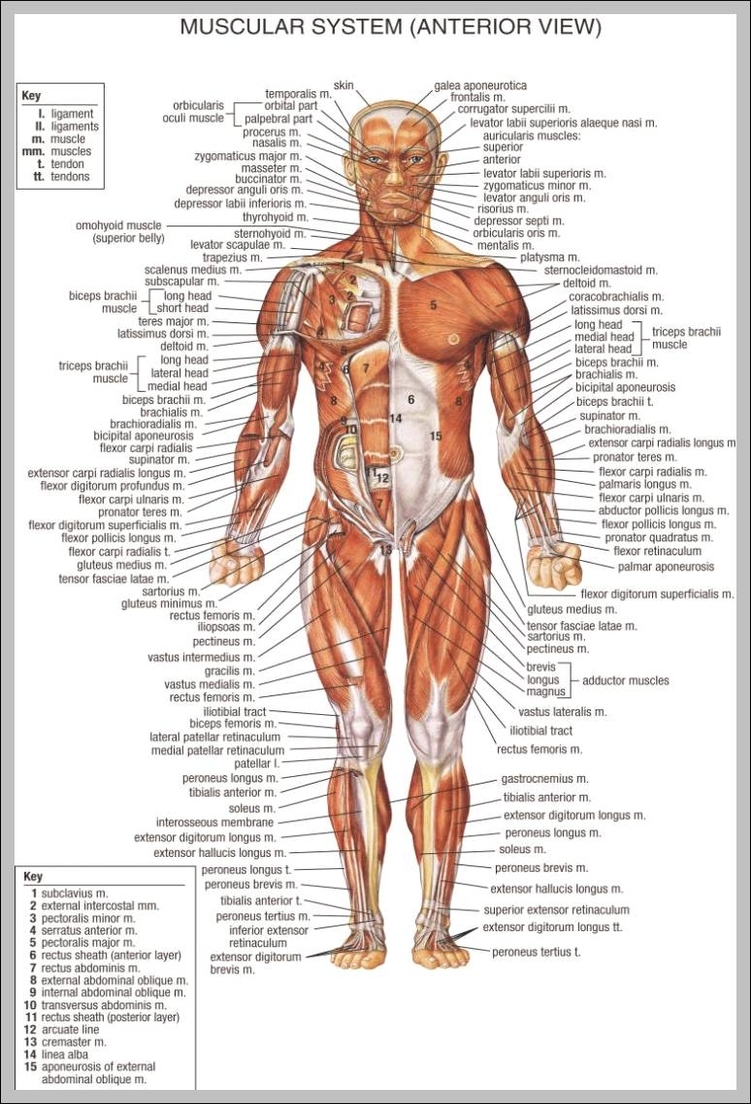 human body anatomy chart 744x1145