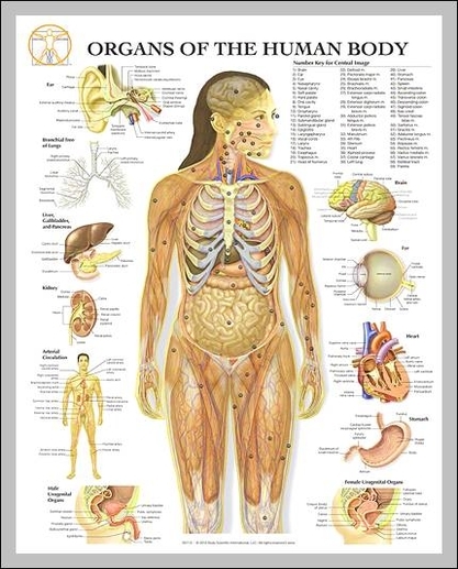 human body anatomy organs