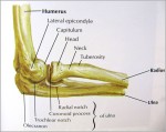 human body atlas