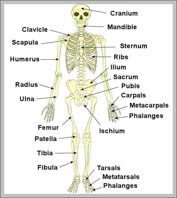 human body bones pictures