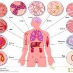 human body cells