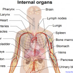 human body diagram