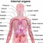 human body diagram1