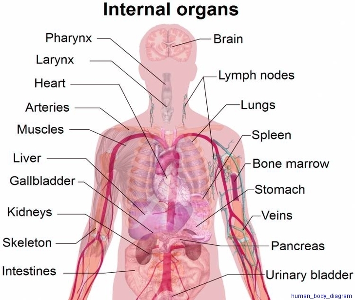 human body diagram1