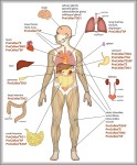 human body diagrams