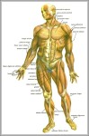 human body large