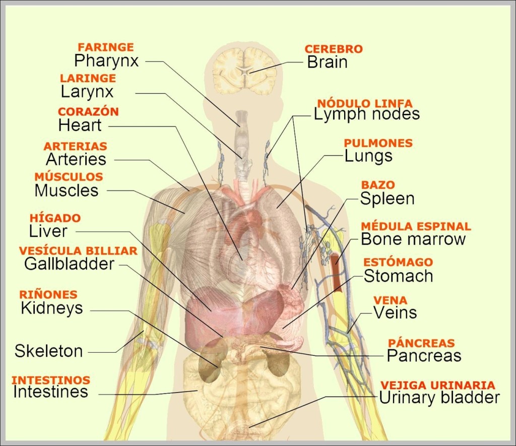 March 2015 Anatomy System Human Body Anatomy Diagram And Chart Images
