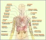 human body layout